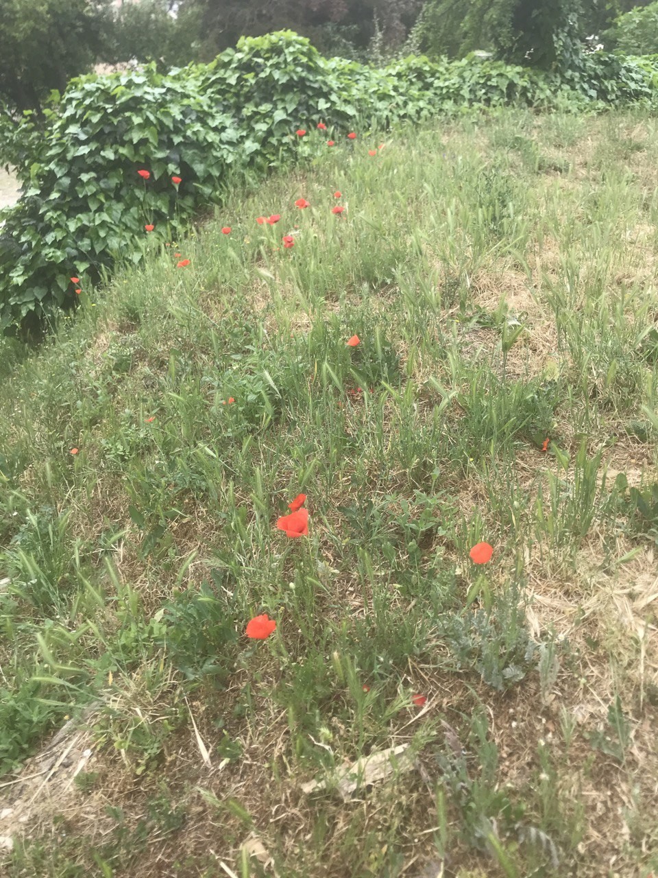 Coquelicot