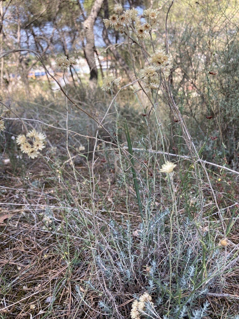 Immortelle
