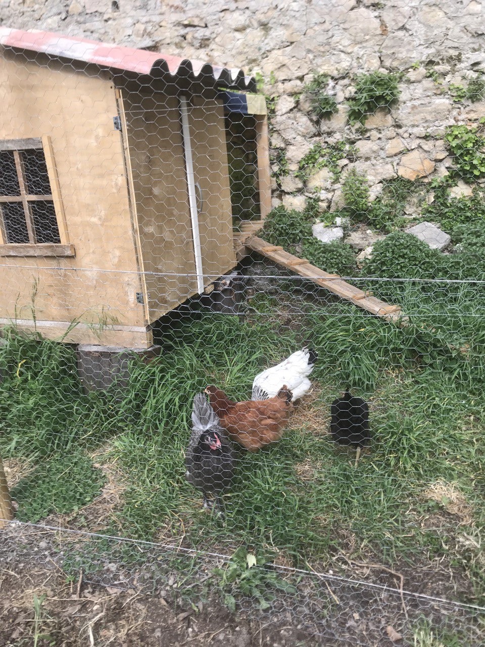 Les 4 poulettes