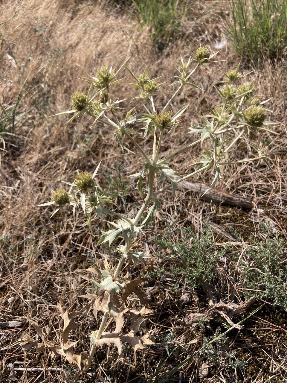 Panicaut champêtre 