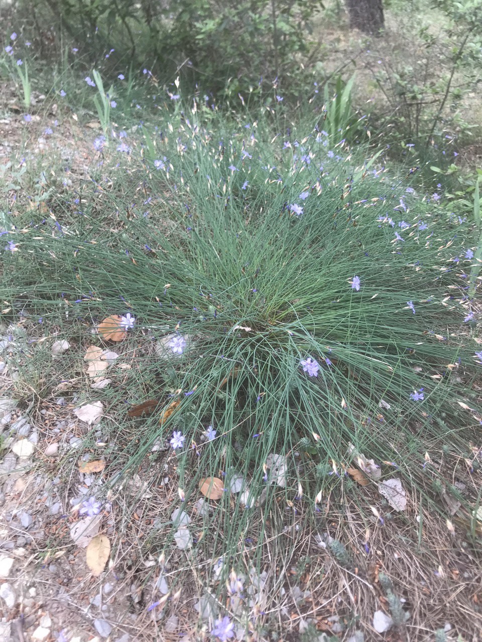 Aphyllantes de Montpellier