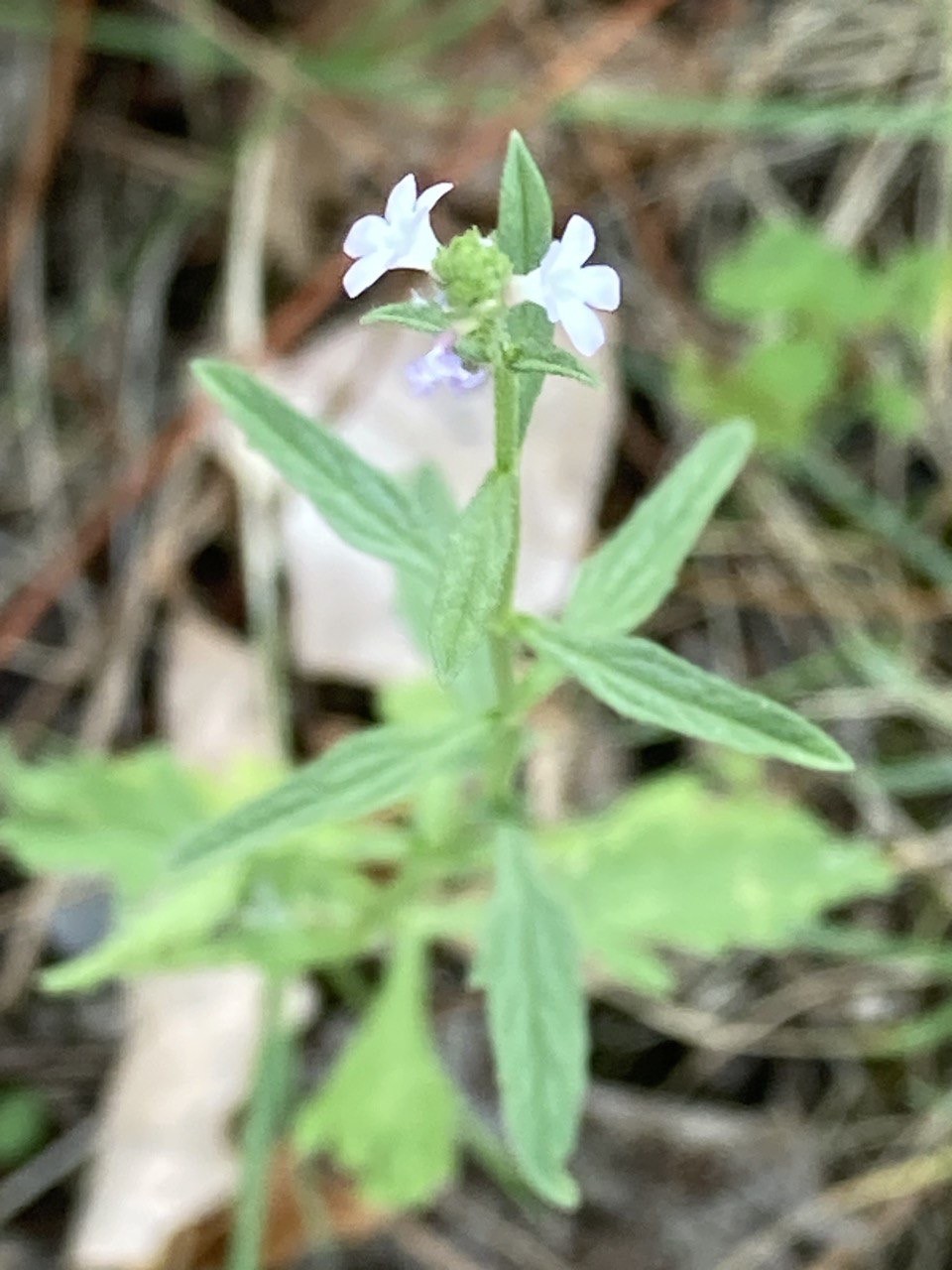 Verveine officinale