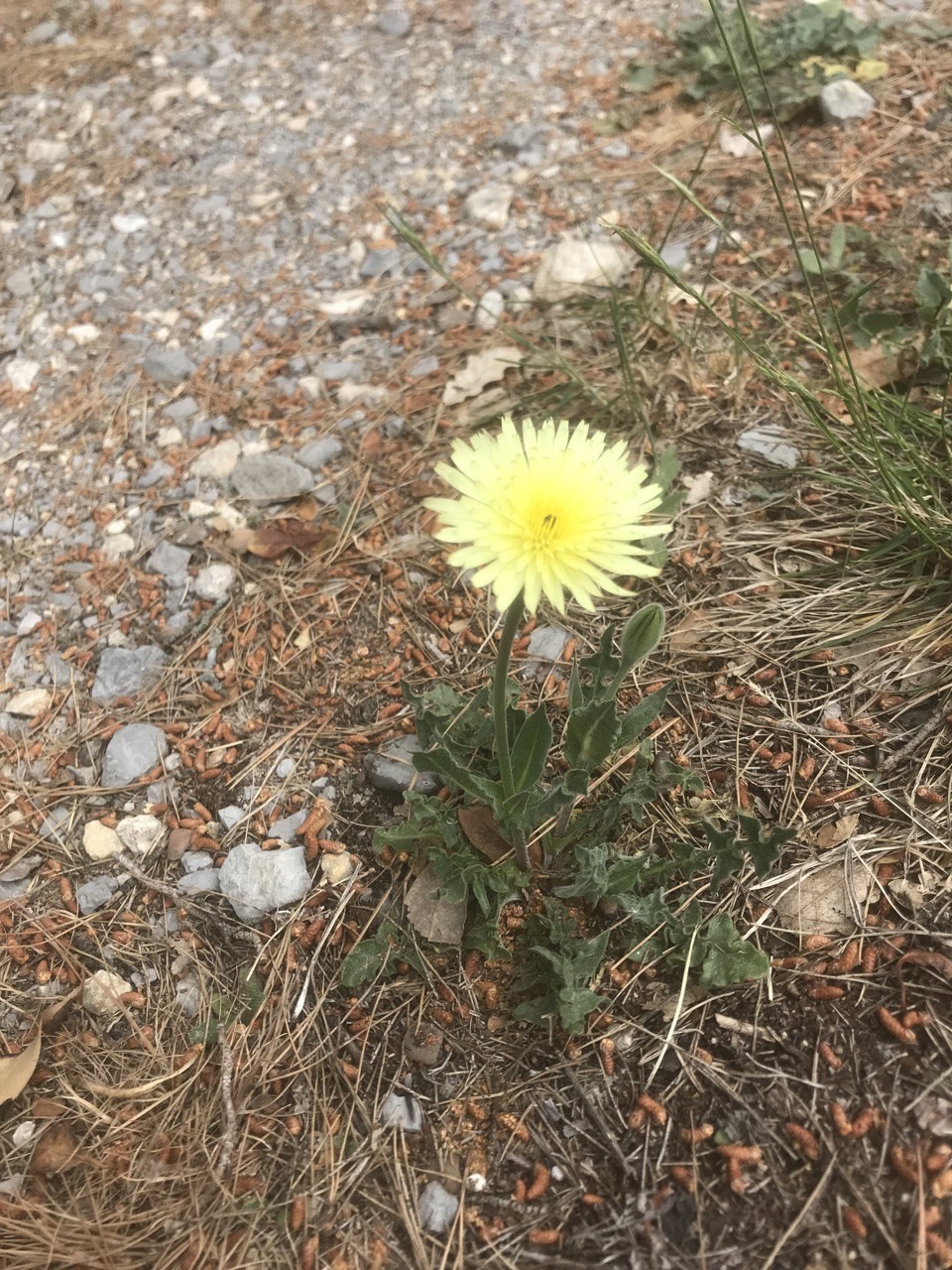 Urosperme de Daléchamps