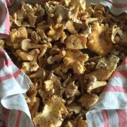 Girolles Batejade